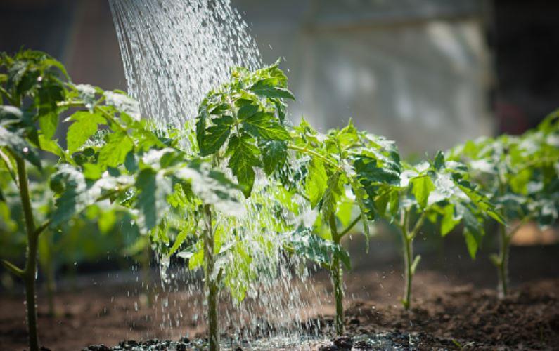 orto uso irriguo acqua